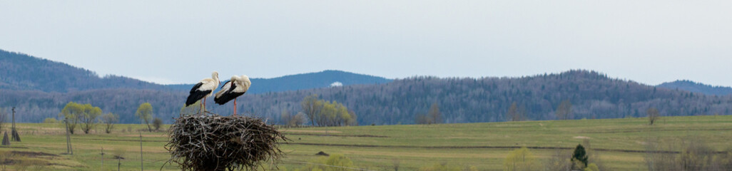 Pair of storks play in their nest above the pole