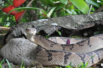 Maître de la brousse - Costa Rica