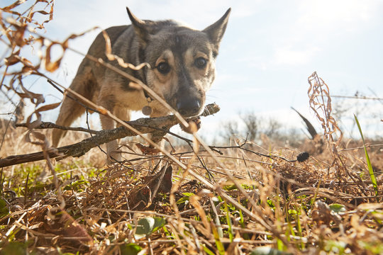 A puppy dog playing in a high and dry spring grass bitting a wooden stick