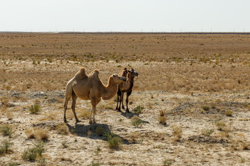 Two Bactrian camels are walking along the sandy desert in Kazakhstan.