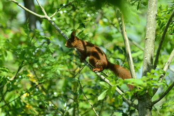 niedliches Eichhörnchen