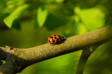 Marienkäfer am Laufen