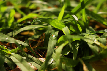 early morning photograph of water drops on grass
