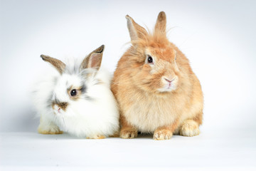 Fototapeta na wymiar Two happy adorable fluffy rabbit, brown and white bunny pets on white background.