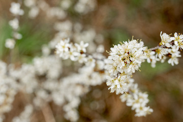 Fielding white flowers blooming in a field. Background flowering, selective focus