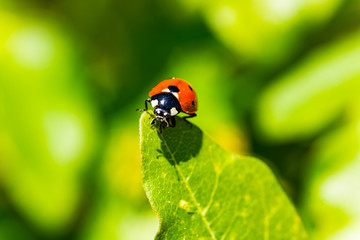 Marienkäfer auf dem Blatt