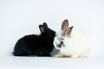 Two happy fluffy rabbit, blck and white bunny pets on white background, kiss each other for showing love