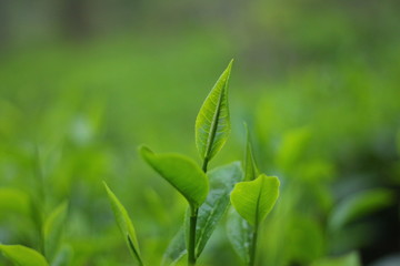 fresh grown Sri Lankan hill country single BOPF tea leaf