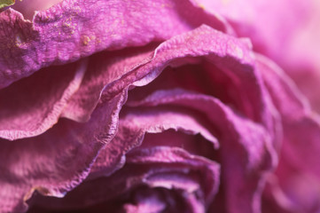 Dry rose petals, macro shot