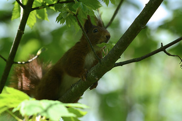 niedliches Eichhörnchen