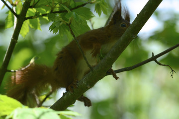 niedliches Eichhörnchen