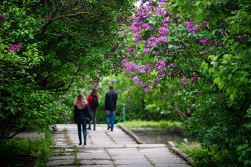 Fototapeta na wymiar Nice lilac spring garden and peoples walking on background unfocus