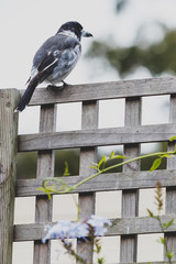 butcherbird on top of backyard fence with greenery in the background