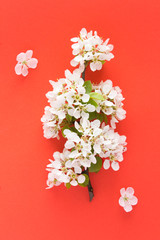 White flowering tree branches on the red  background. Top view. Location vertical.