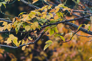 vibrant yellow and orange leaves on autumn trees