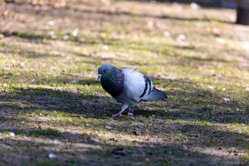 Pigeon waking on the grass in park