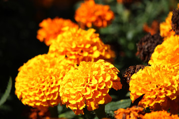 Flor naranja llamada Tagetes erecta, comúnmente tagete, y conocida en México como cempasúchil. 