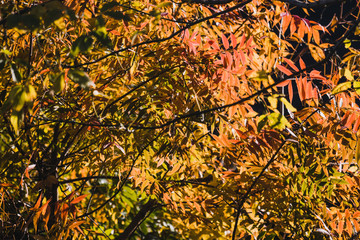 vibrant yellow and orange leaves on autumn trees