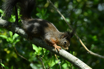 niedliches Eichhörnchen