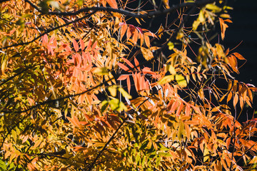 vibrant yellow and orange leaves on autumn trees