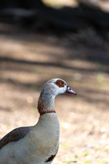 Egyptian goose in the park
