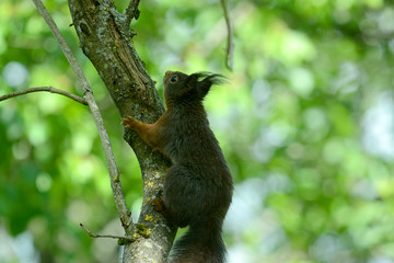 niedliches Eichhörnchen