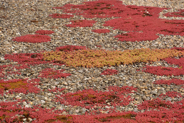 flat rooftop with red succulents and moss and pebbles as waterdrain background