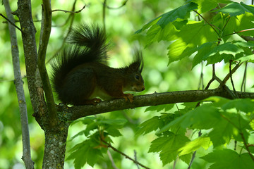 niedliches Eichhörnchen