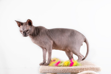 Portrait of a pretty sphinx indoors, bald cat, the cat is on a scratching post, full body, on a white background, with space for copy, , focus on eye