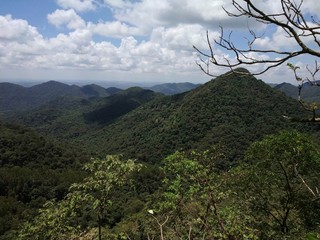 trees in the mountains