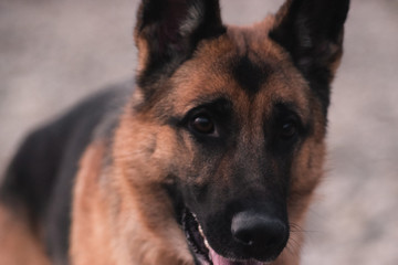 portrait of a German shepherd, a beautiful thoroughbred red and black dog