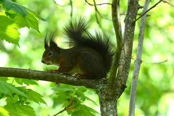 niedliches Eichhörnchen