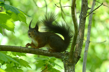 niedliches Eichhörnchen