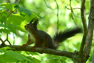 niedliches Eichhörnchen