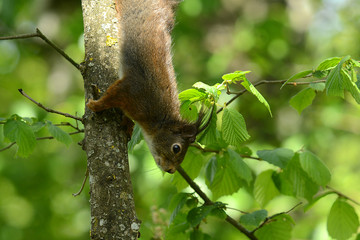 niedliches Eichhörnchen