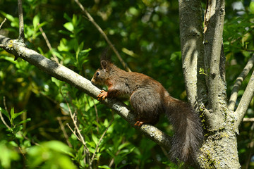 niedliches Eichhörnchen