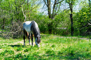 a horse grazing among trees on green grass