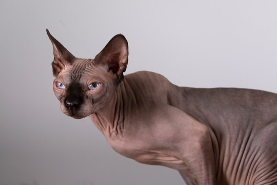 Portrait of a pretty sphinx indoors, bald cat, the cat in half body, on a grey background, with space for copy, focus on eye