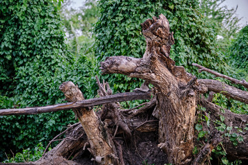 The large, dead timber has a backdrop of ivy forests.