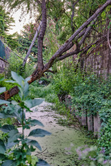 Unused water canals that are covered by weeds until they become forested.