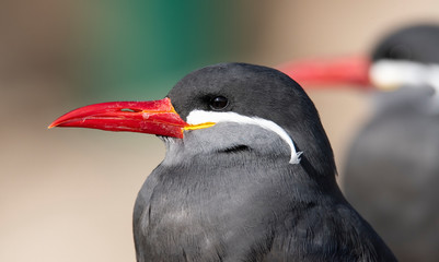 Naklejka premium Inca Tern close-up photo. Unusual sea bird with white mustache.
