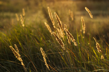 Obraz premium Golden grass shine bright 