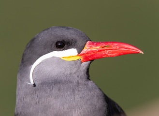 Inca Tern close-up photo. Unusual sea bird with white mustache.