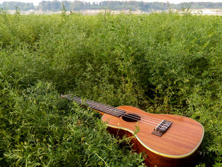 The Best Stock Image of Ukulele Instrument with natural environment, Nature Sounds Nature Music - nature lovers!