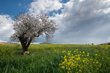 Naklejka premium Almond tree with blossoms against cloudy sky.