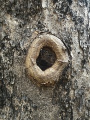 A hallow knot hole on a bark of a tree