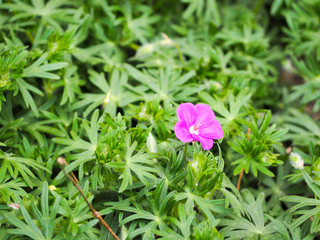 Purple little flower with five petals one grows in green grass in spring sunny day