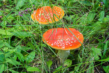 two large Amanita muscaria grow in the grass