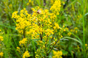 Hypericum grass grows in the field, close-up