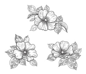 Hand Drawn Floral Set with Dog- Rose Flowers and Leaves